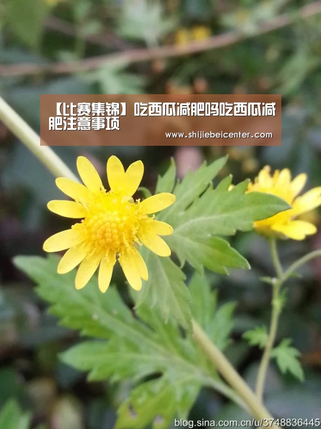 【比赛集锦】吃西瓜减肥吗吃西瓜减肥注意事项(图2) 世界杯